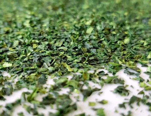 About Tencha: The Leaves That Become Matcha Powder - Northeast Tea House