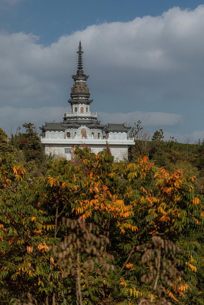 Jingshan "High Mountain" Yabukita - 20g Tin - Northeast Tea House