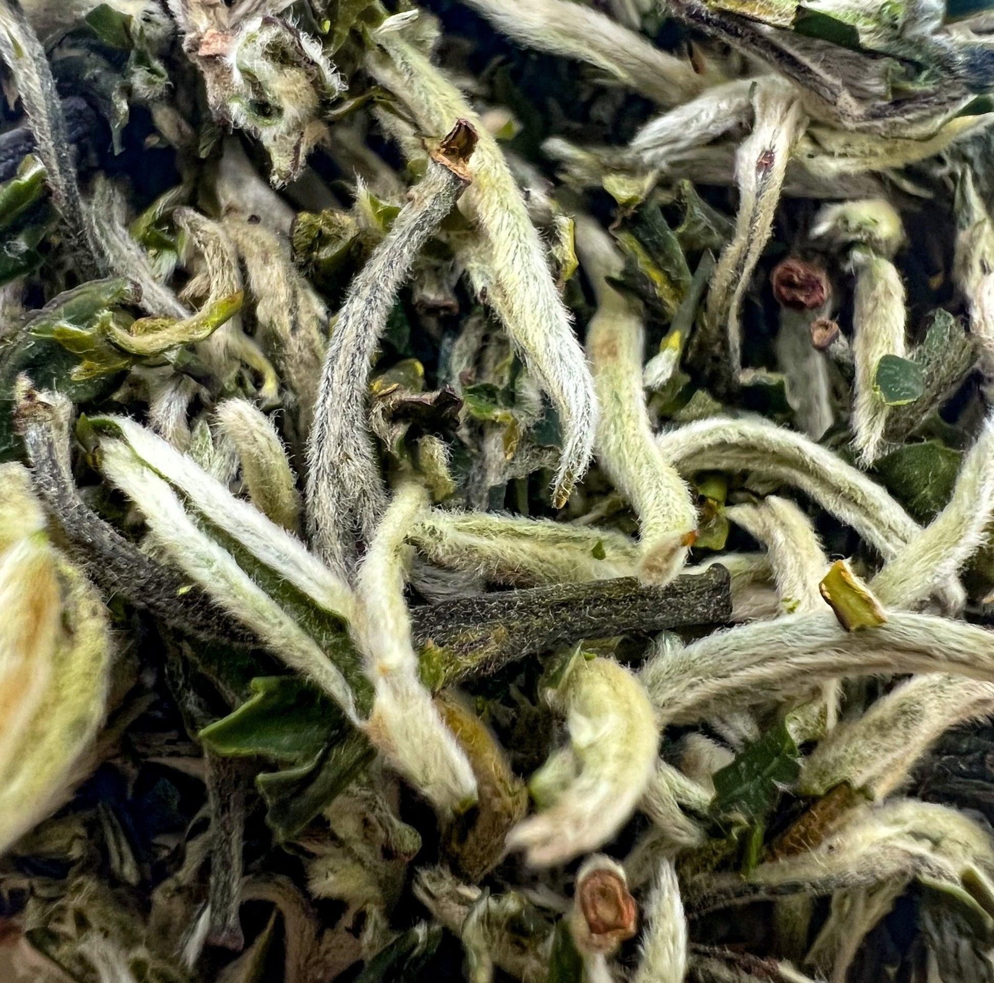 First Flush Mao Feng Green Tea - Northeast Tea House