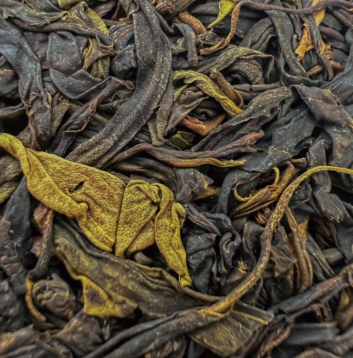 Jinggu Wild Purple Sheng - Northeast Tea House