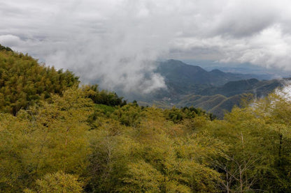Jingshan "High Mountain" Yabukita - 20g Tin - Northeast Tea House
