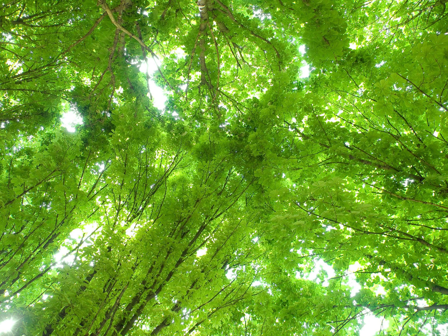 Wild Yabukita - 20g Tin - Northeast Tea House